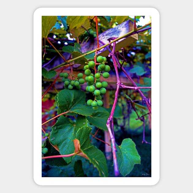 Hanging on the Vine Sticker by BrianPShaw